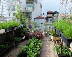Sân thượng nhà phố biến thành vườn rau, quả xanh tốt